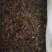 蒲公英产地直供可视频看货质量保证大量批发零售