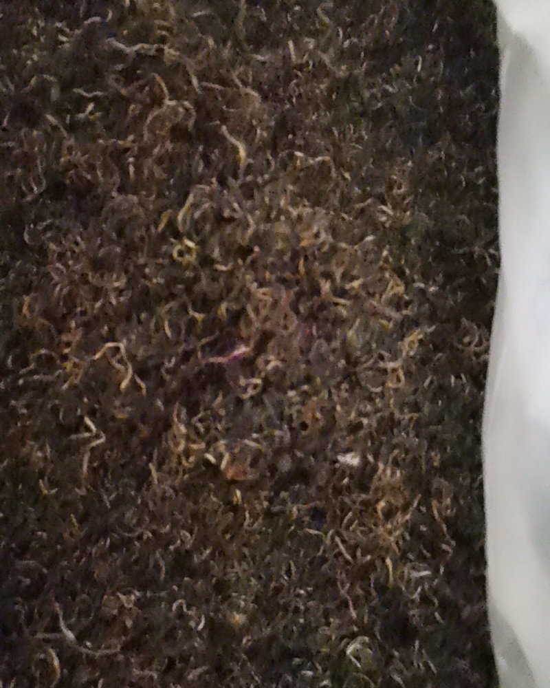 蒲公英产地直供可视频看货质量保证大量批发零售
