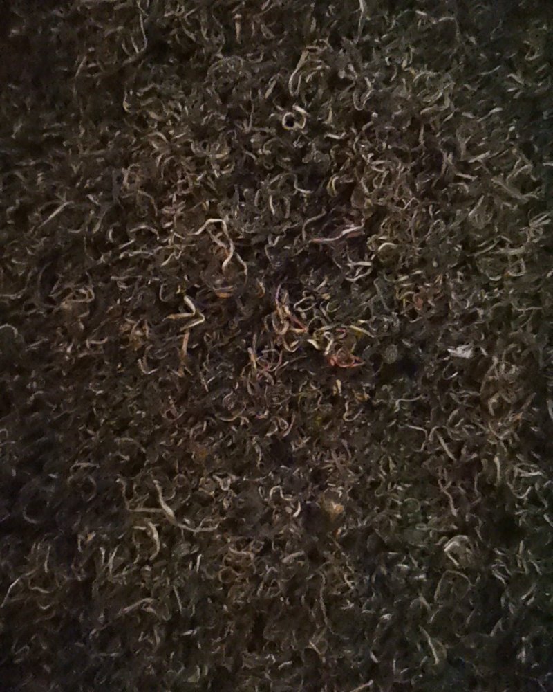 蒲公英产地直供可视频看货质量保证大量批发零售