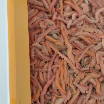 母虾料