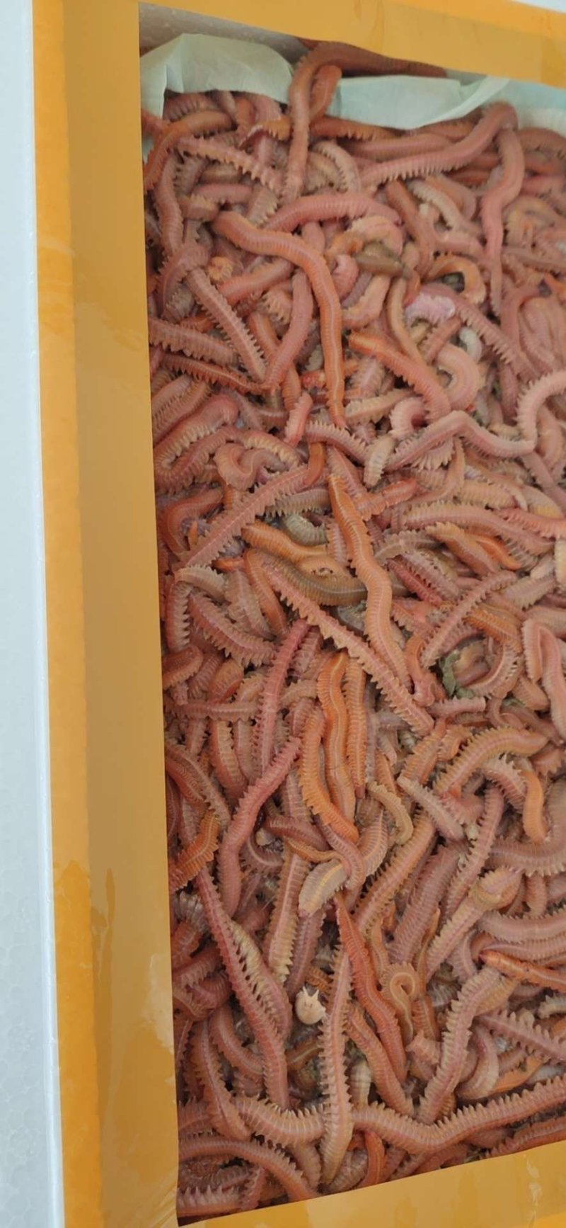 母虾料