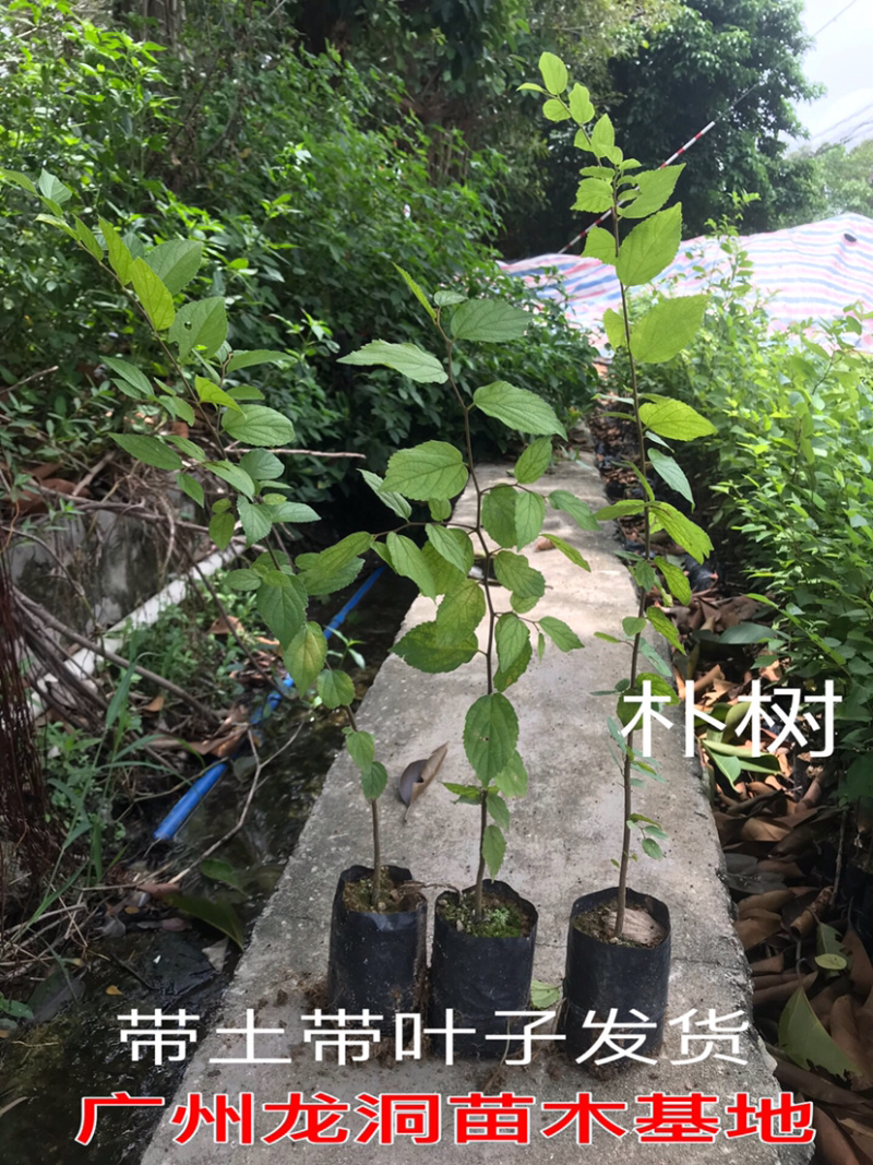 小叶朴树，本地朴树，量大从优，详情请联系客服