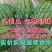 《包熟包甜》《西瓜》包熟包甜《红玉西瓜》《早春红玉西瓜》