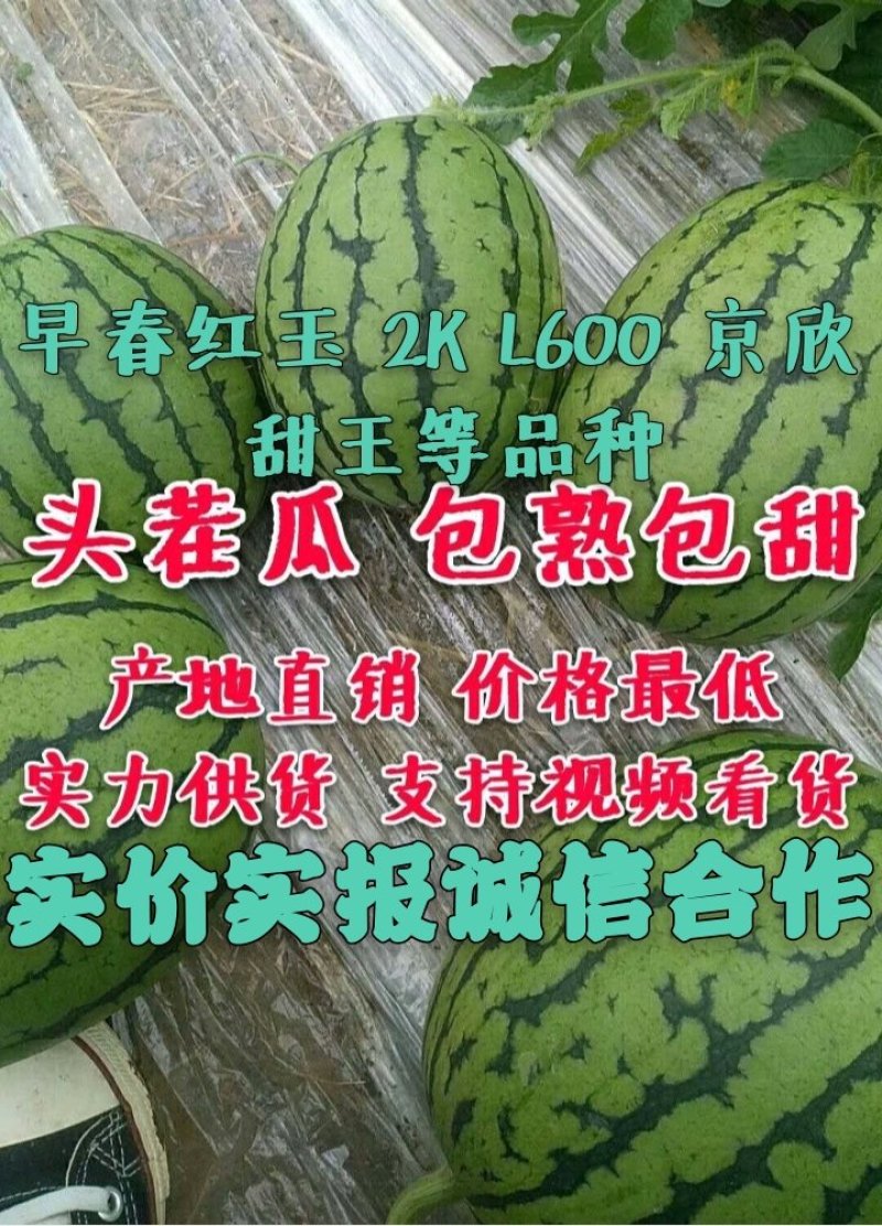 《包熟包甜》《西瓜》包熟包甜《红玉西瓜》《早春红玉西瓜》