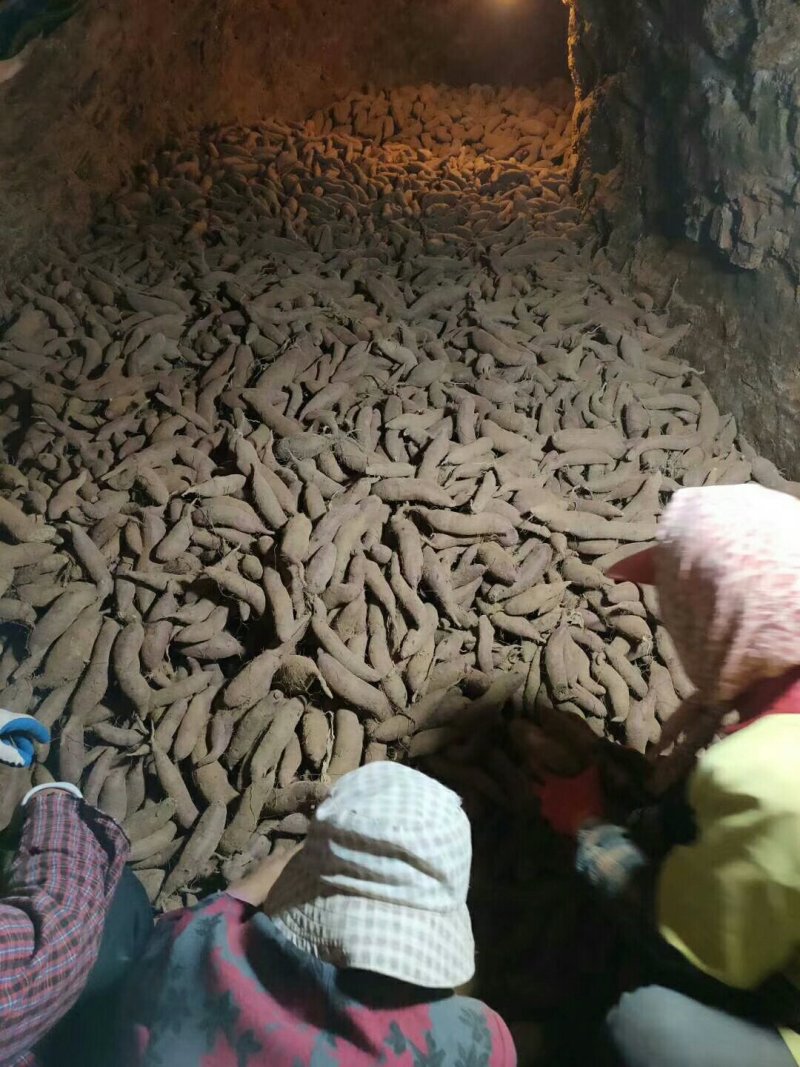 烟薯25，济薯26.西瓜红，紫薯，红薯基地