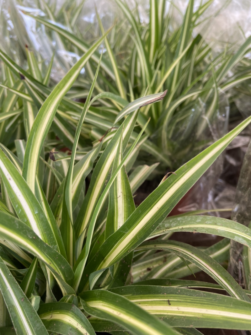观赏室内植物吊兰，金边吊兰