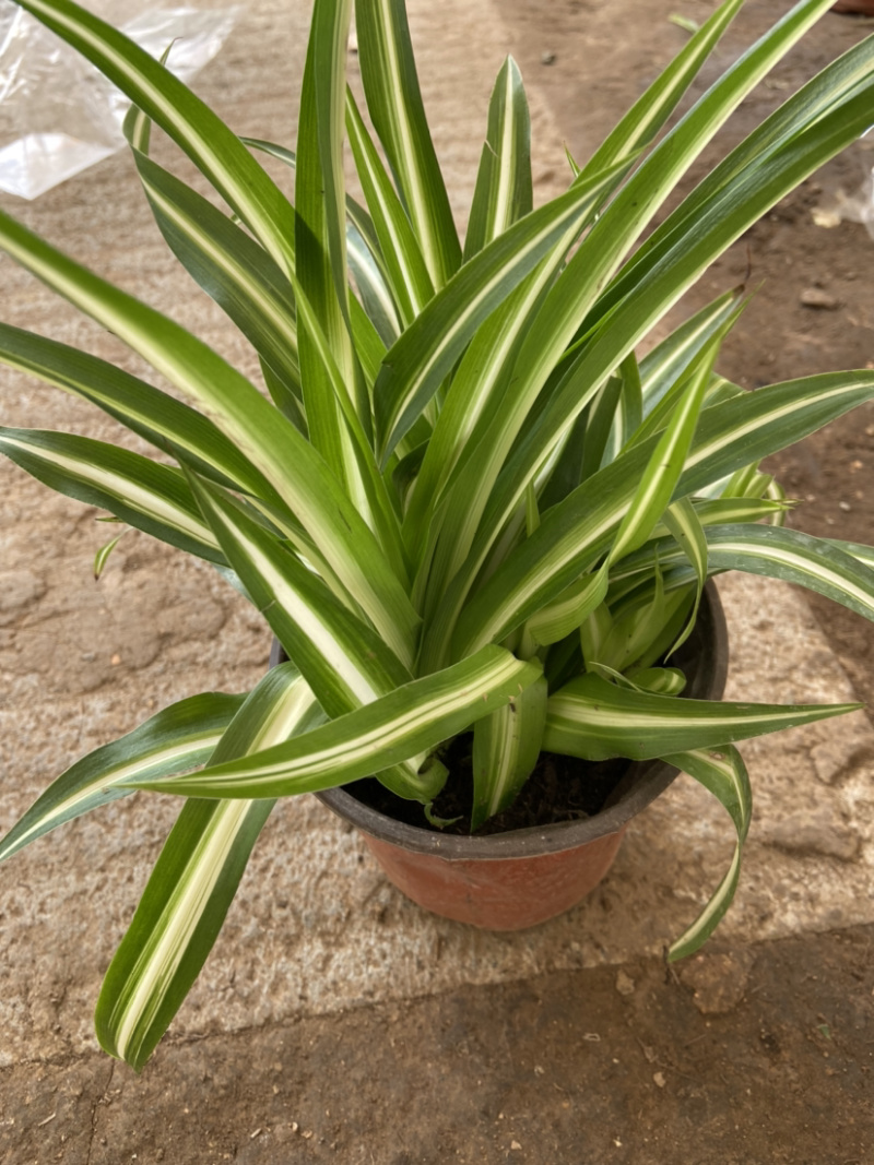 观赏室内植物吊兰，金边吊兰