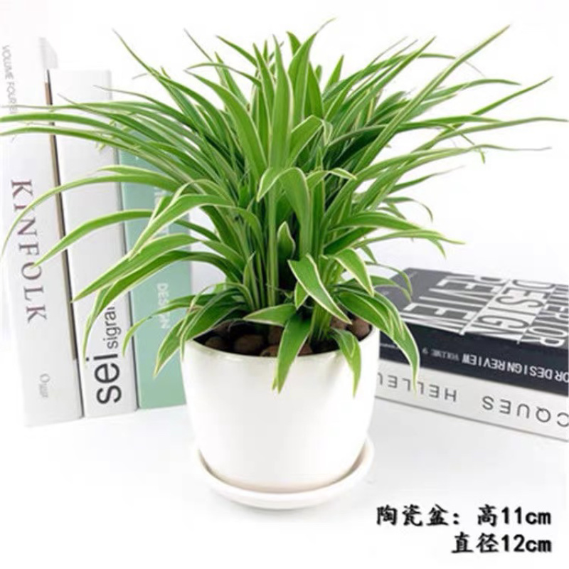 观赏室内植物吊兰，金边吊兰
