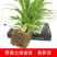 观赏室内植物吊兰，金边吊兰