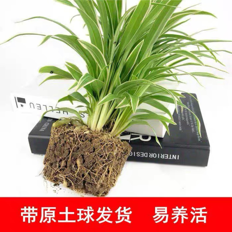 观赏室内植物吊兰，金边吊兰