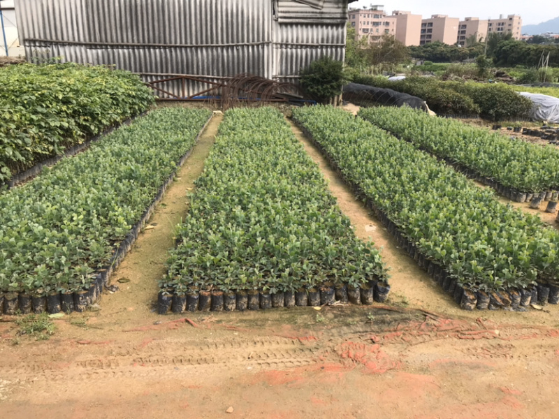 澳洲银叶金合欢，量大从优，详情请联系客服