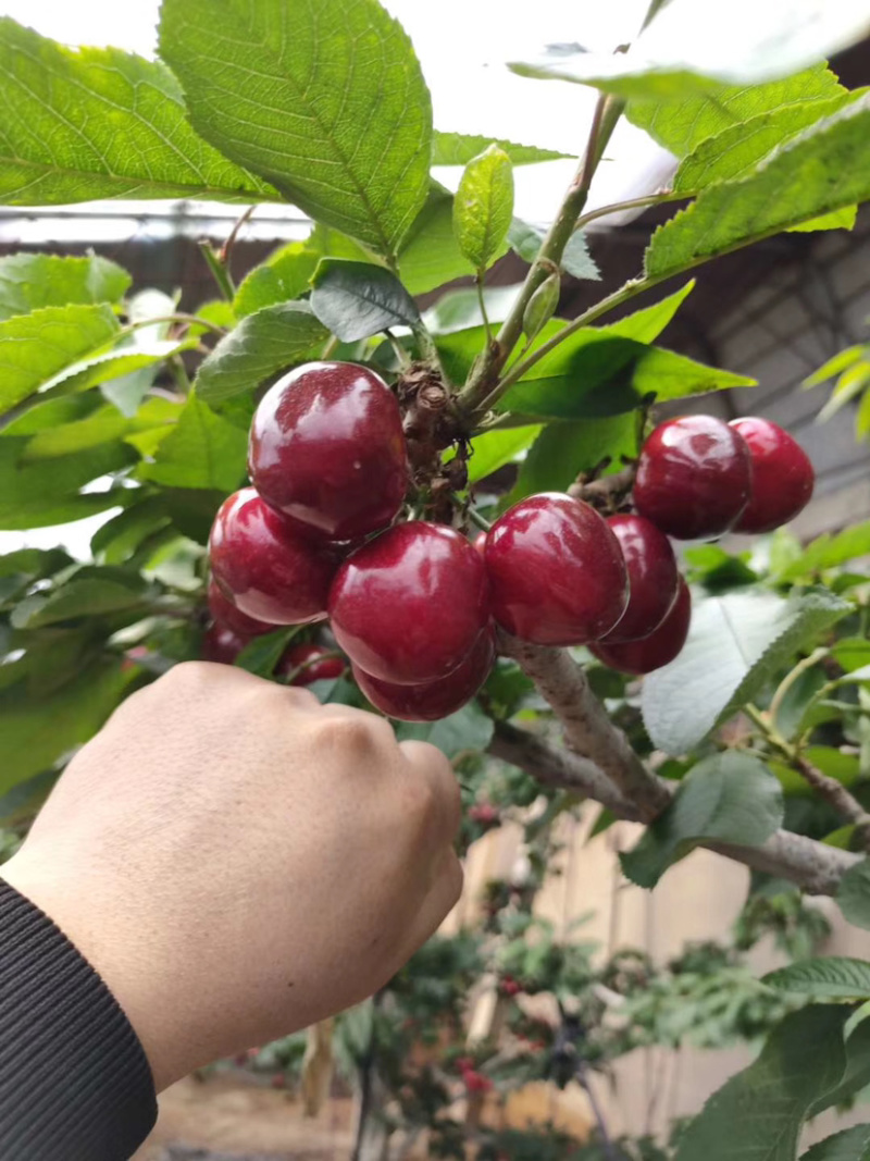 东北抗寒车厘子大樱桃苗