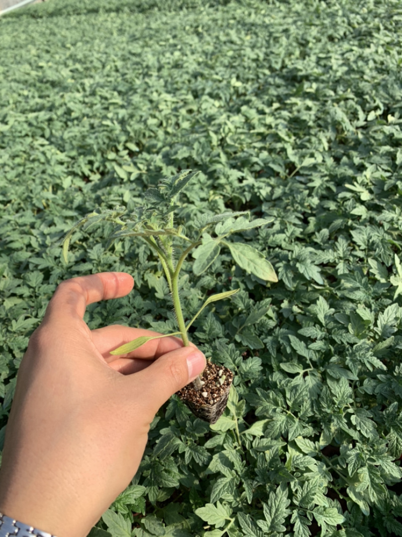 圣女果西红柿口感小番茄苗子