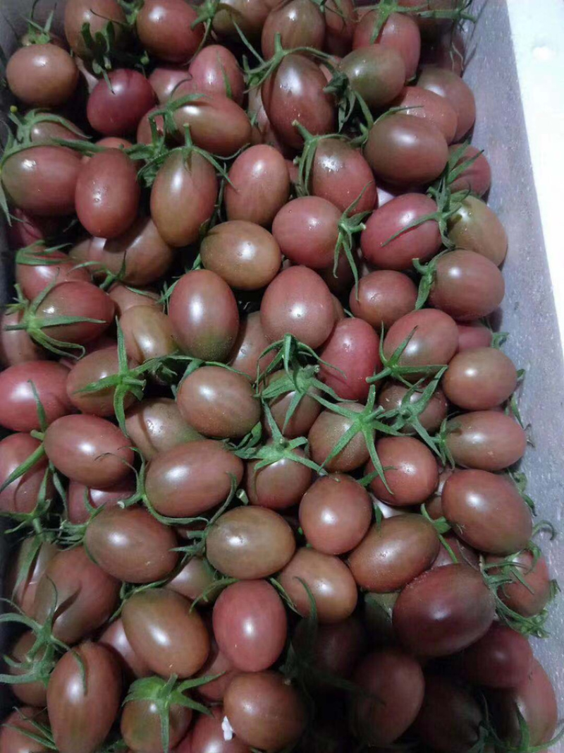 圣女果西红柿口感小番茄苗子