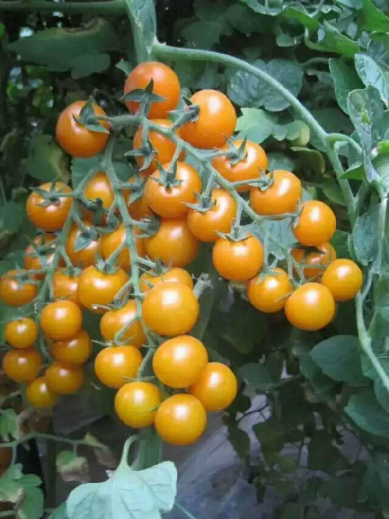圣女果西红柿口感小番茄苗子