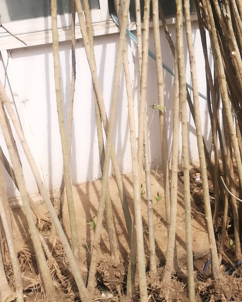 大叶女贞树苗园林绿化苗行道树南北方占地速生高杆女贞苗四季