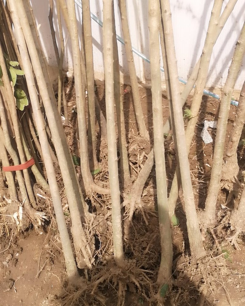 大叶女贞树苗园林绿化苗行道树南北方占地速生高杆女贞苗四季