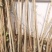 大叶女贞树苗园林绿化苗行道树南北方占地速生高杆女贞苗四季