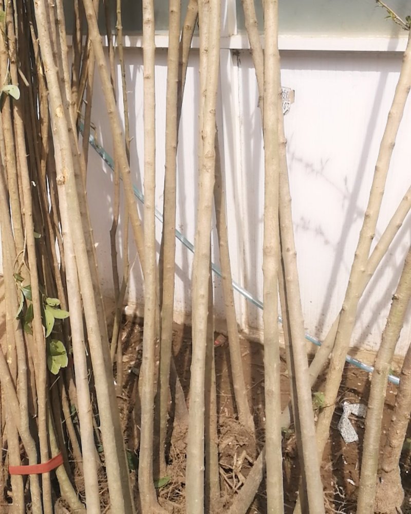 大叶女贞树苗园林绿化苗行道树南北方占地速生高杆女贞苗四季