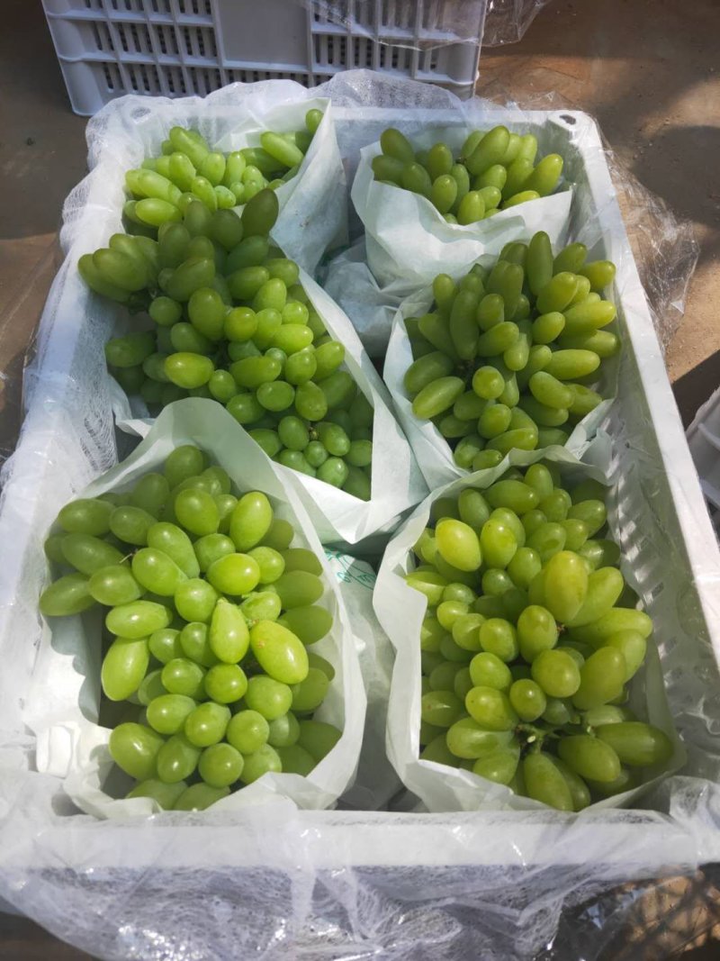 葡萄青提北极星，陆陆续续上市中，，，，，