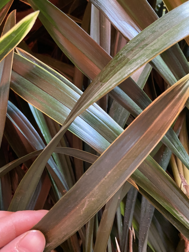 观赏室内植物吊兰，金边吊兰