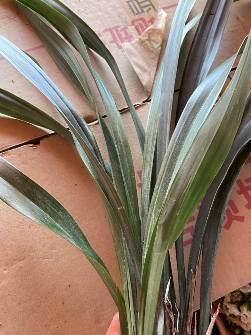 观赏室内植物吊兰，金边吊兰