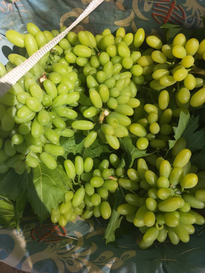 葡萄青提北极星，陆陆续续上市中，，，，，