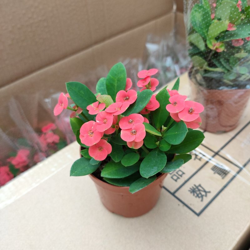 铁海棠虎刺梅盆栽多肉室内花卉绿植带花带盆发货