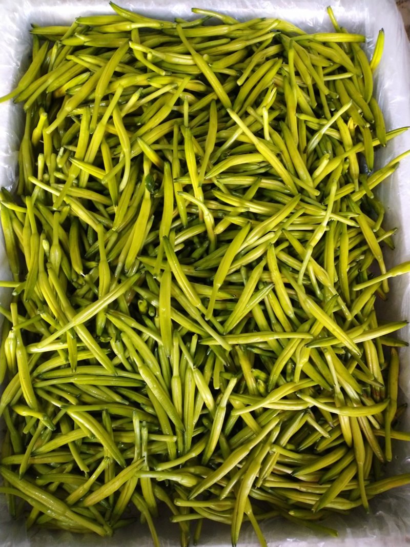 优质黄花菜鲜黄花菜，大量批发，散装，各种包装规格