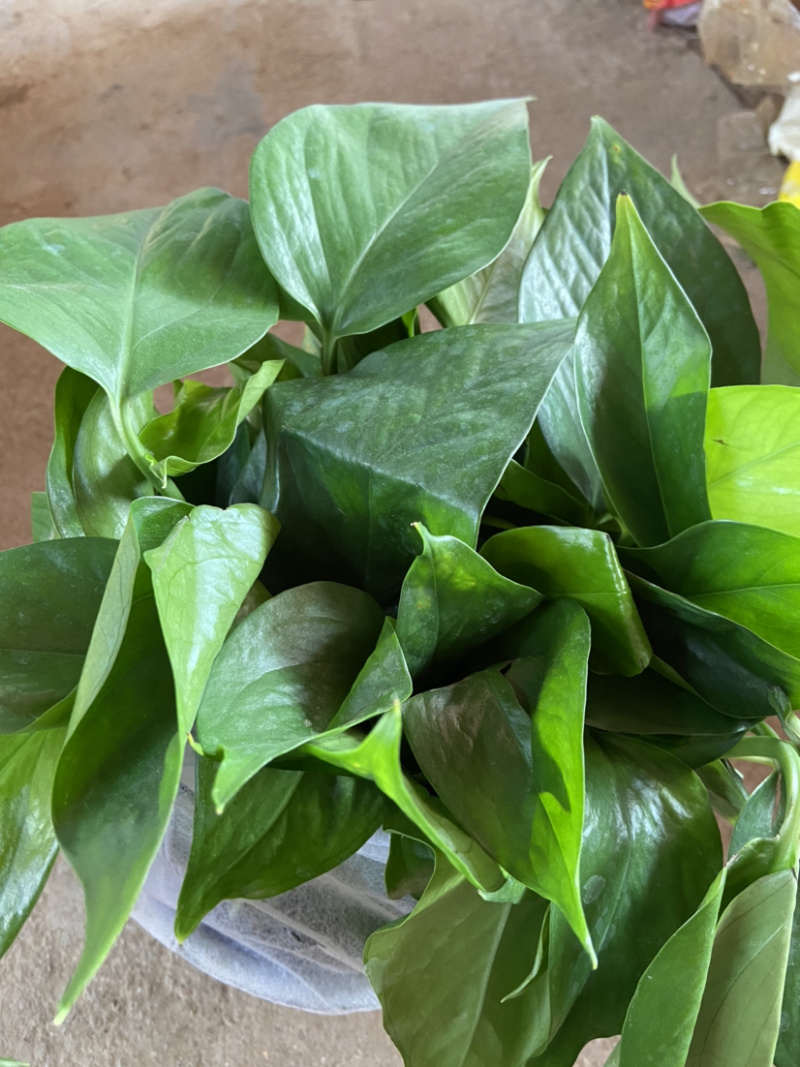 绿箩室内净化空气质量大绿箩吊兰水培绿植盆