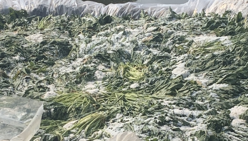 浙江慈溪绍兴梅干菜霉干菜绿色无污染基地直供一包70斤