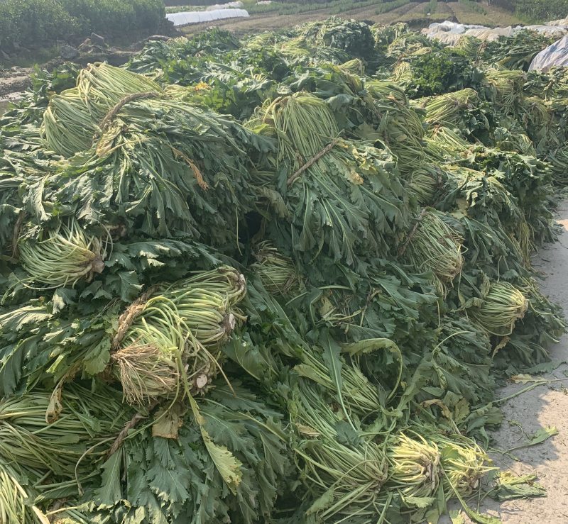 浙江慈溪绍兴梅干菜霉干菜绿色无污染基地直供一包70斤