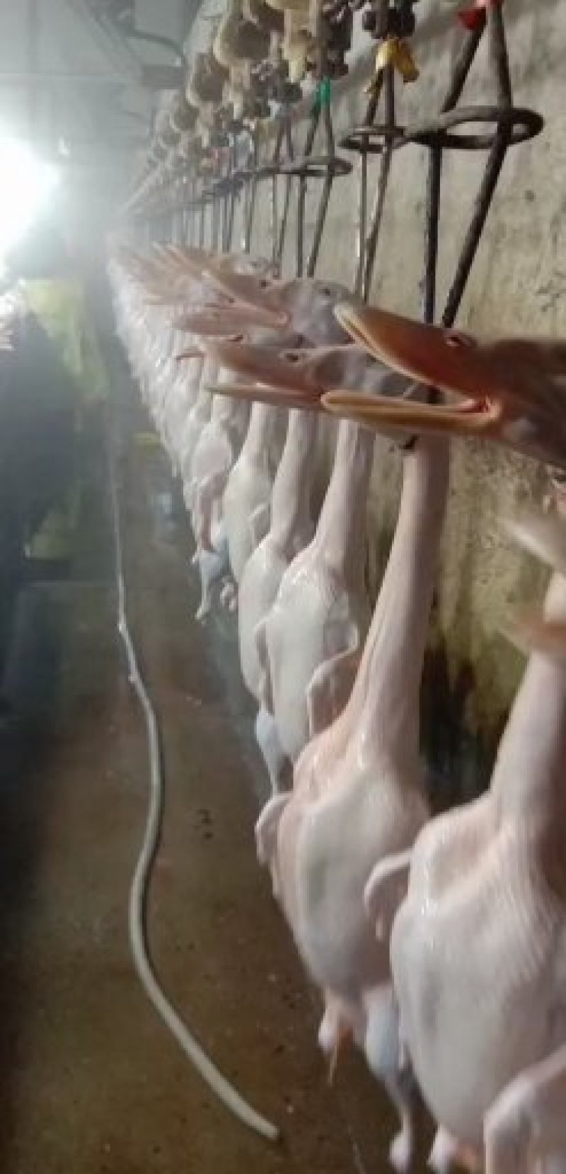 批发规格3斤多白条鸭，价格低，货源充足