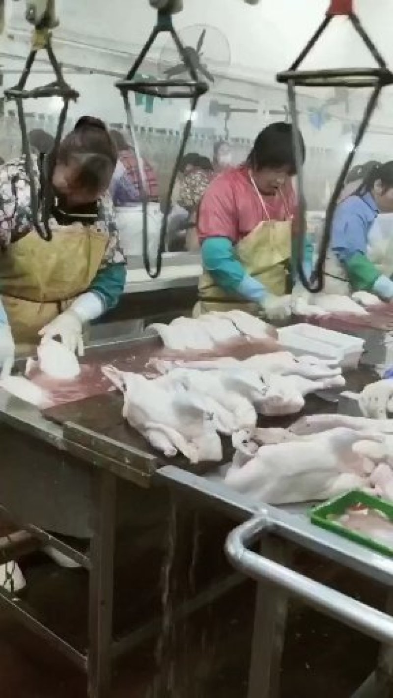 批发规格3斤多白条鸭，价格低，货源充足