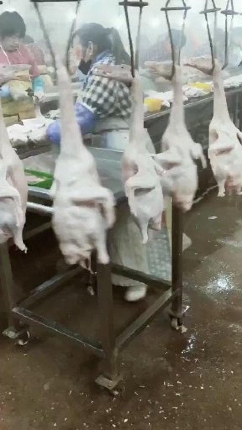 批发规格3斤多白条鸭，价格低，货源充足