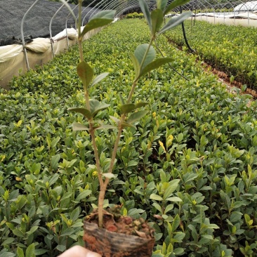 大叶栀子花/绿化苗木/乔灌木，小杯大叶桅子花，10袋桅子