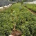 大叶栀子花/绿化苗木/乔灌木，小杯大叶桅子花，10袋桅子