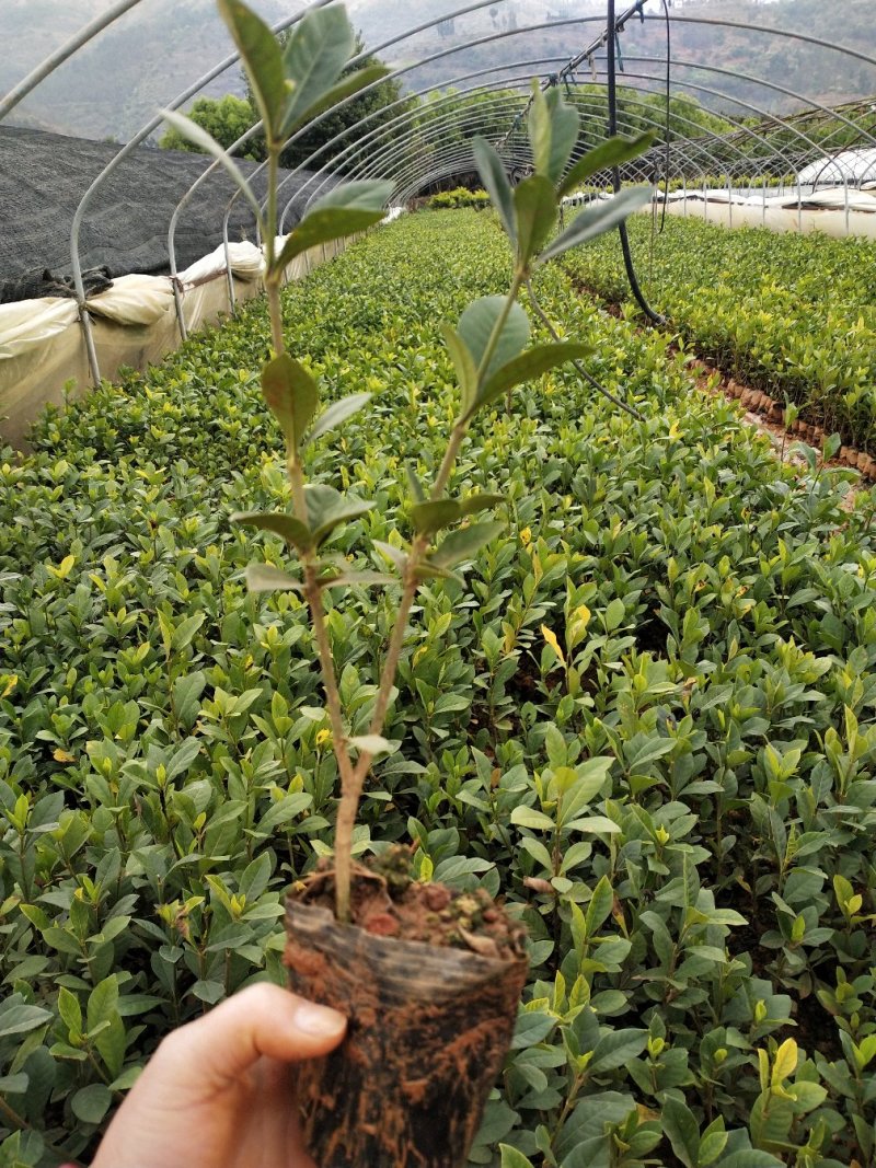 大叶栀子花/绿化苗木/乔灌木，小杯大叶桅子花，10袋桅子