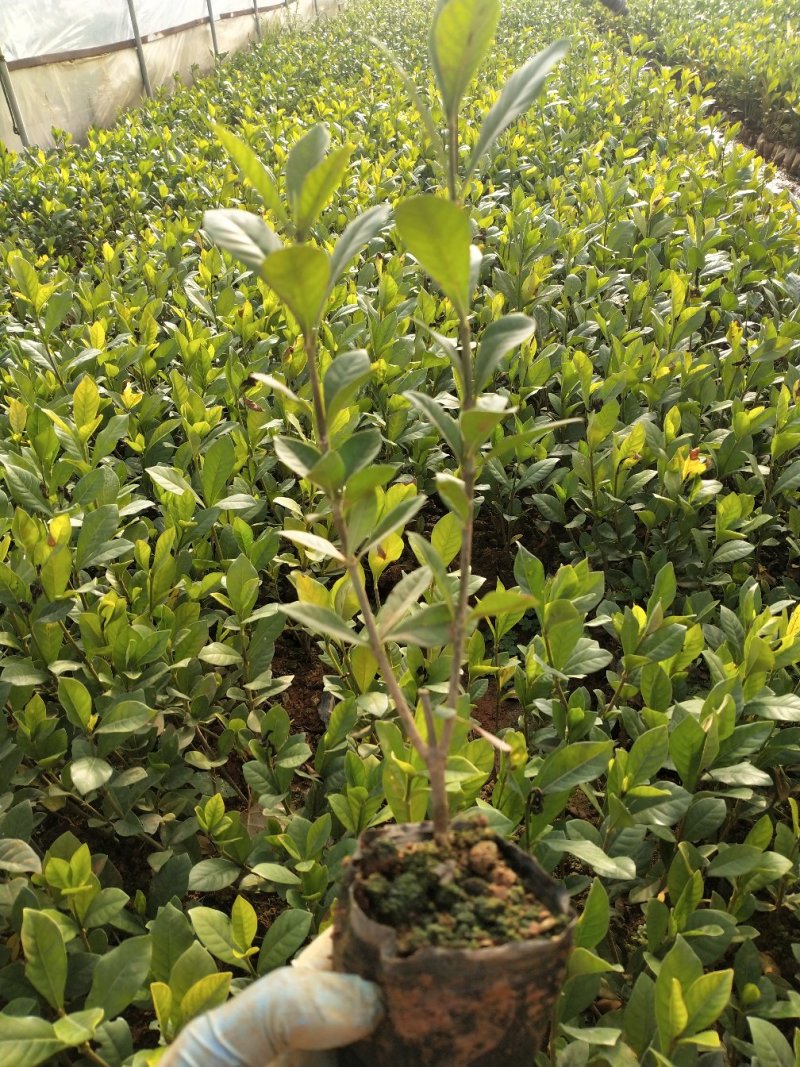 大叶栀子花/绿化苗木/乔灌木，小杯大叶桅子花，10袋桅子