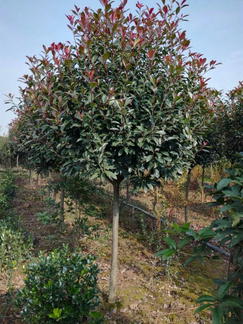 河南红叶石楠邓州红叶石楠杆分枝1.5左右米左右冠1.2米