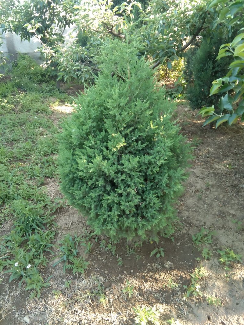 出售松柏树苗（有土坨）