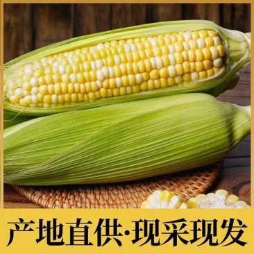 水果玉米，糖度高，口感好商品性好，产地直销）