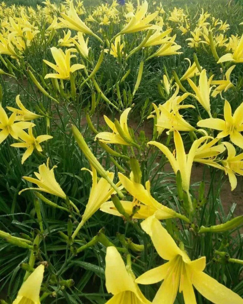 黄花菜苗
