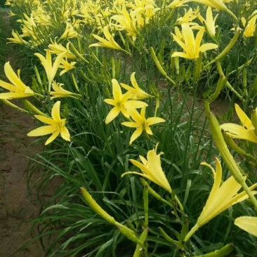 黄花菜苗