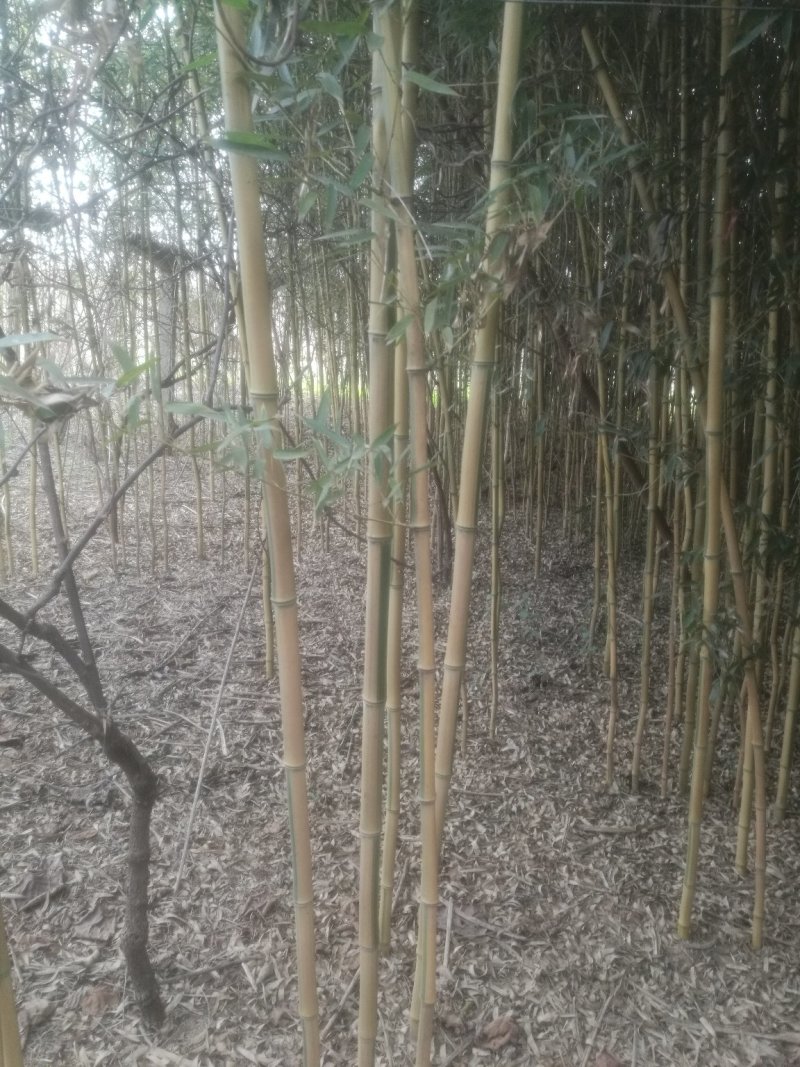 金镶玉