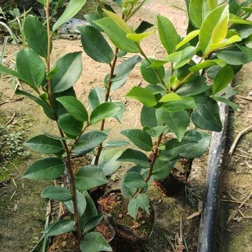 茶花苗小袋高30公分