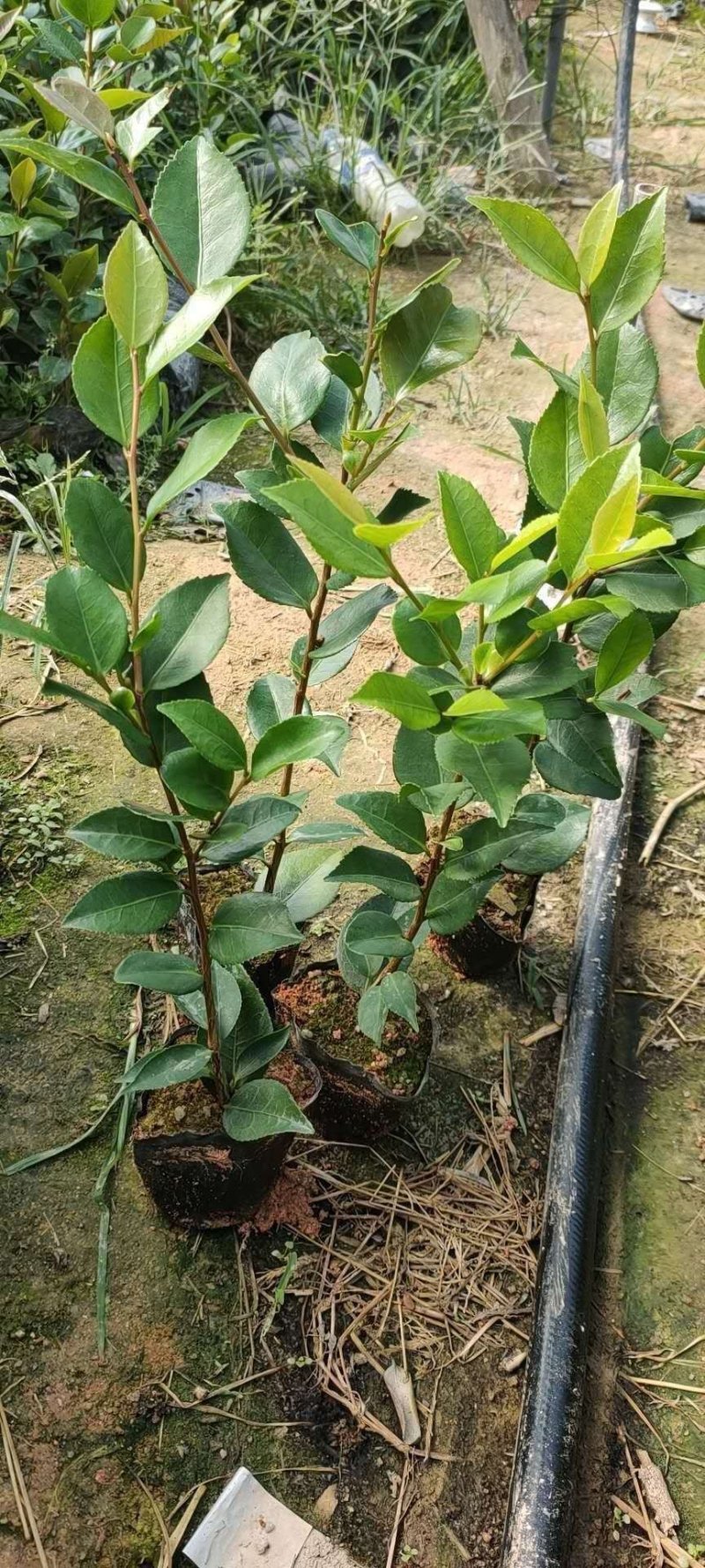 茶花苗小袋高30公分