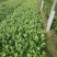 茶花苗小袋高30公分