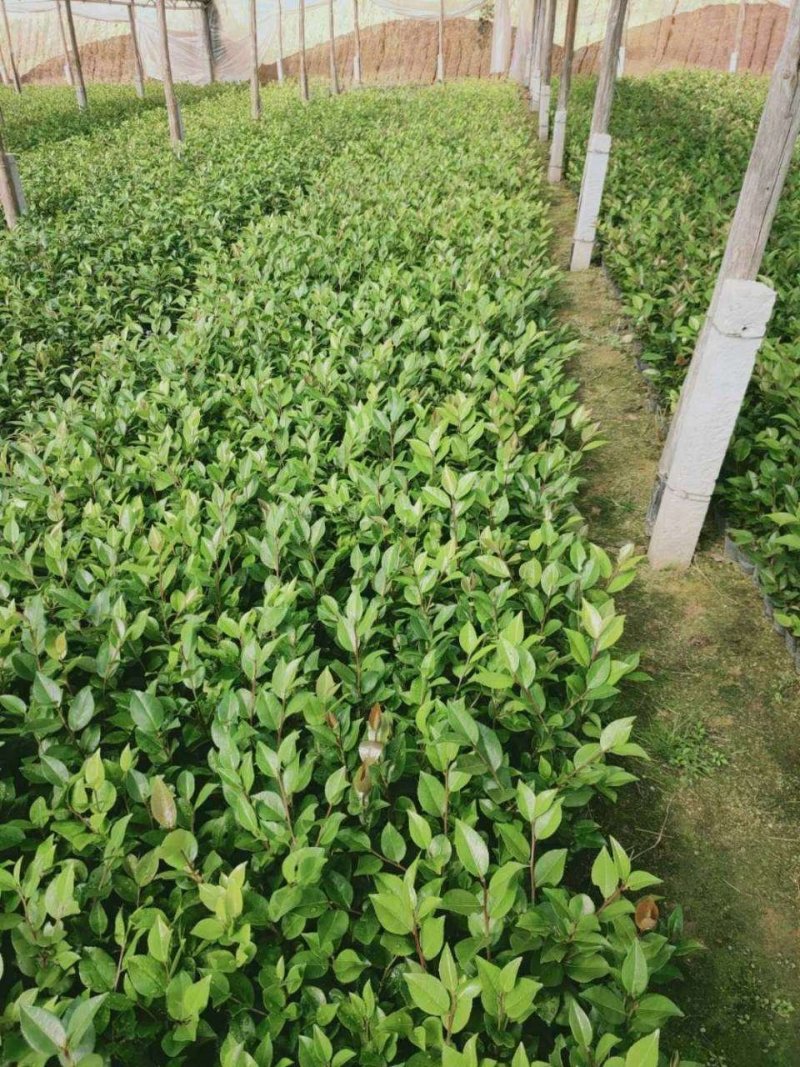 茶花苗小袋高30公分
