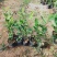 茶花苗小袋高30公分